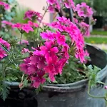 Brigantina Guest house Sunny Beach